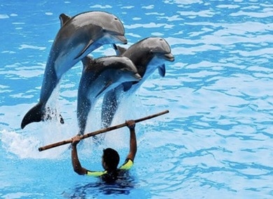 Шоу дельфинов в Алании